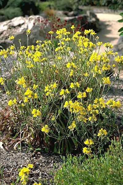 File:Goodenia glomerata habit.jpg