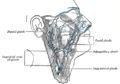 The lymphatics of the face.