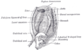 Cross-section showing the primitive mesentery of a six weeks' human embryo