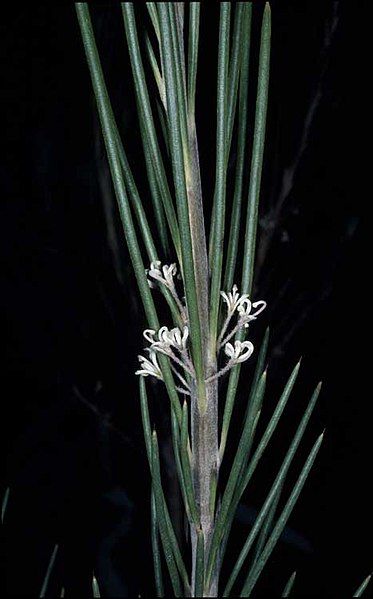 File:Hakea macrorrhyncha.jpg