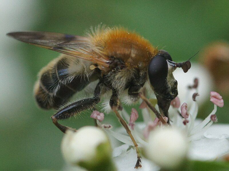 File:Hallonblomfluga01370.jpg