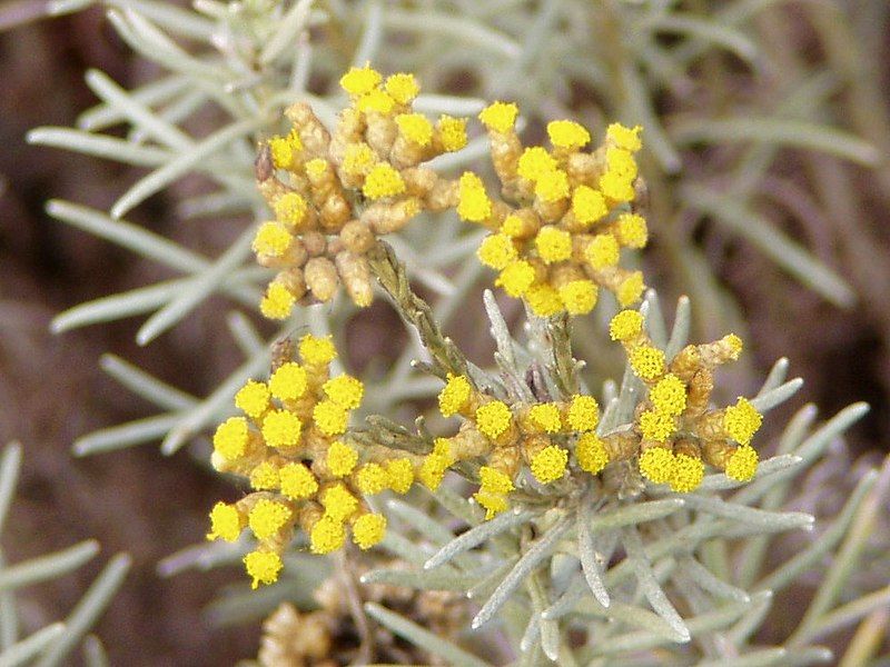 File:Helichrysum italicum flowers.jpg