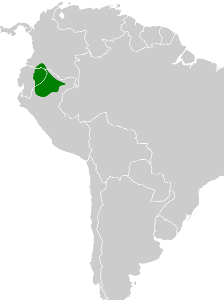 File:Hylopezus fulviventris map.svg