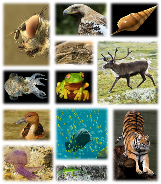 File:Kingdom of animals.png