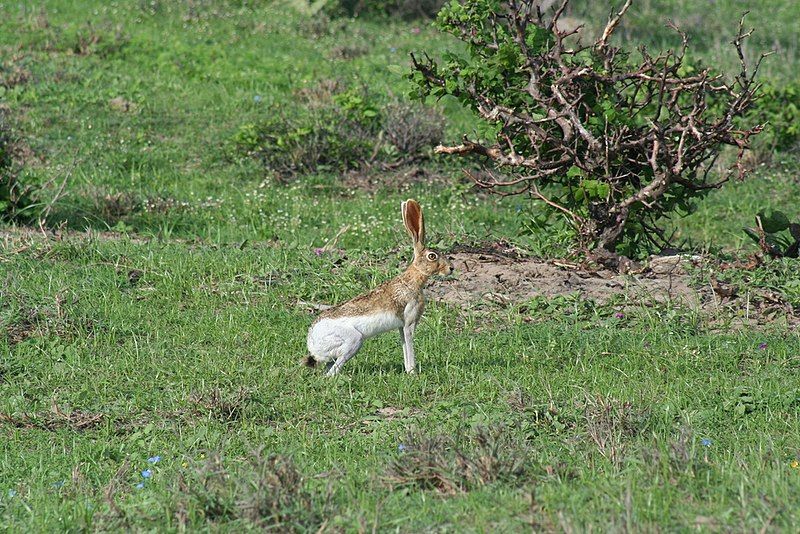 File:Lepus flavigularis.jpg