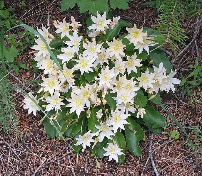 File:Lewisiopsis tweedyi.jpg