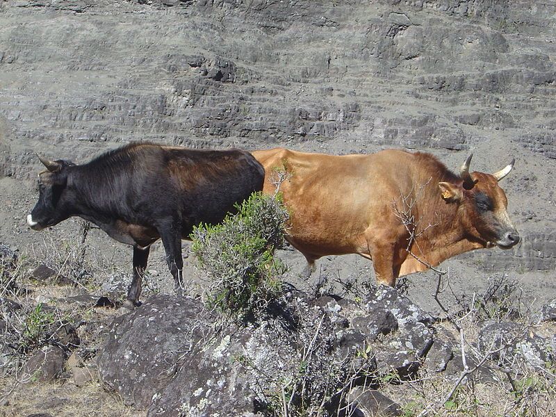 File:Mafate cattle dsc00749.jpg