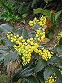 Mahonia aquifolium