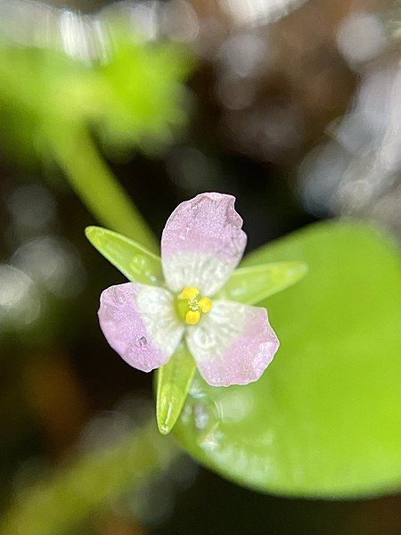 File:Mayaca fluviatilis 153929932.jpg