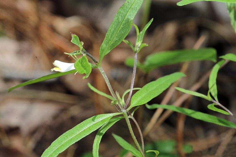 File:Melampyrum lineare 5474299.jpg