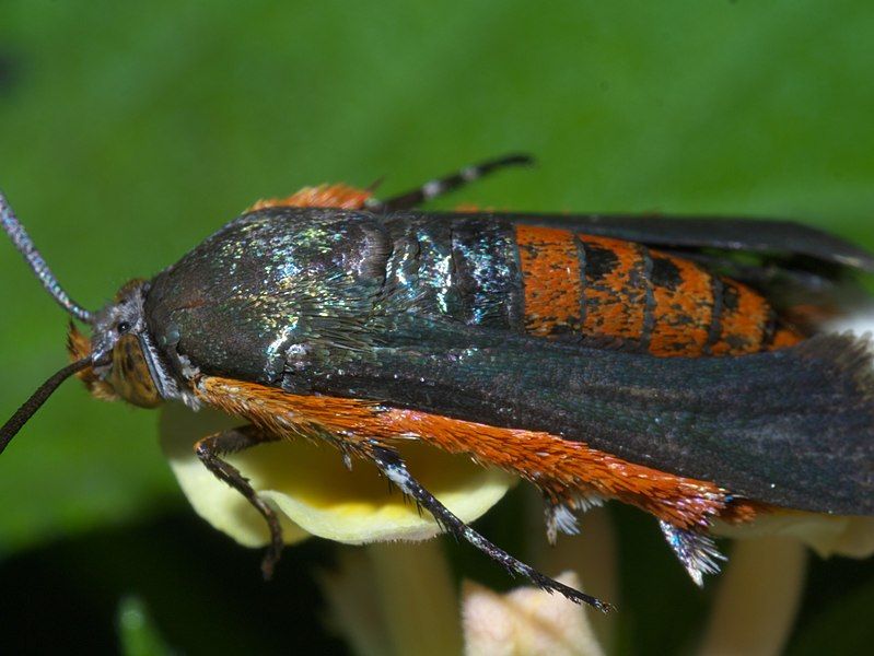 File:Melittia cucurbitae P1440819a.jpg