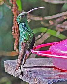 male showing its black belly