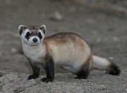 Brown, black, and white mustelid on dirt