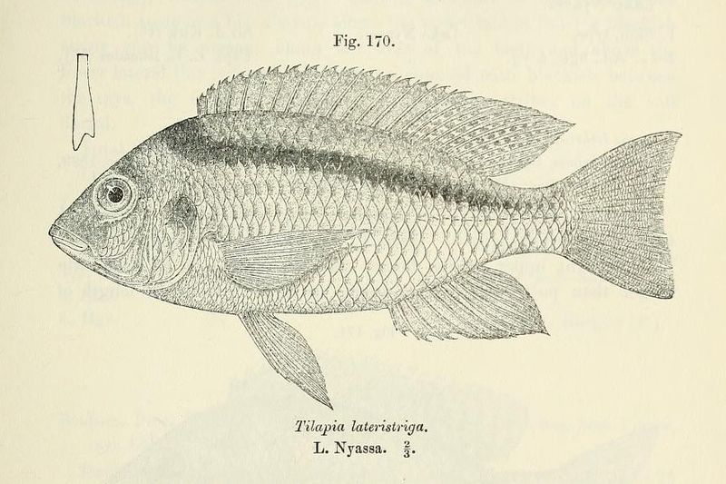 File:Mylochromis lateristriga.jpg