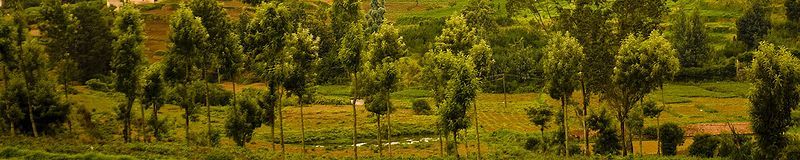 File:Nilgiri Hills trees.jpg