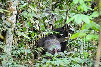 Chimpanzees (Mount Nimba)