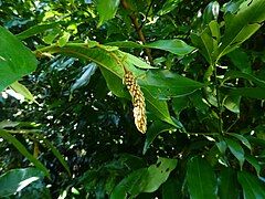 Flower budding