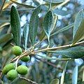 The Olive Fruit.