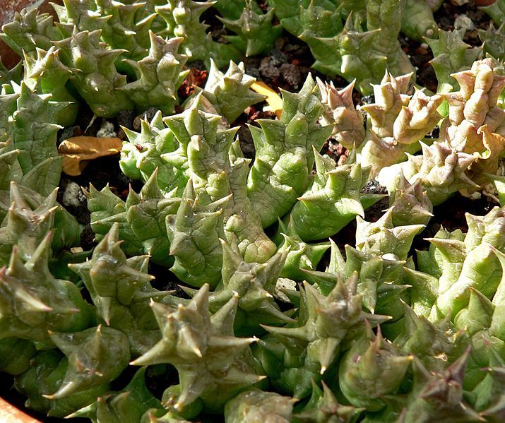 File:Orbea namaquensis 1.jpg