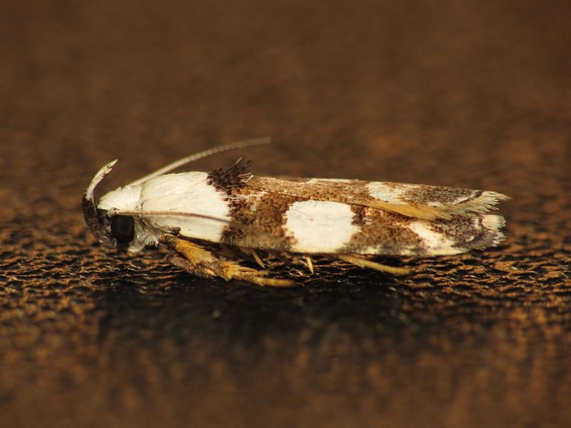 File:Orthoptila abruptella (12213169663).jpg