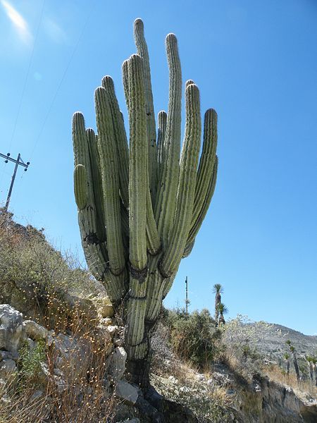 File:Pachycereus fulviceps (5753604809).jpg