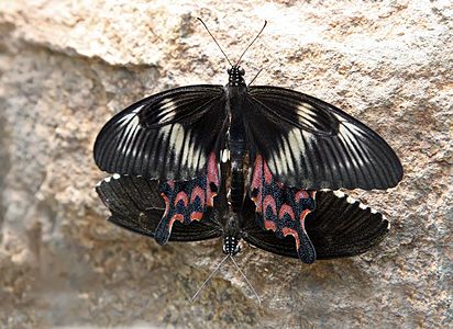 Mating papilio polytes, by Muhammad Mahdi Karim