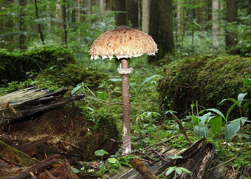 File:Parasol-Macrolepiota-procera.jpg