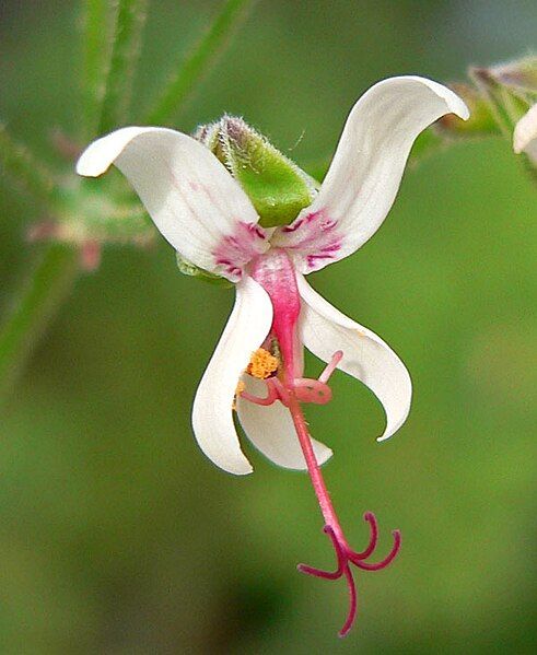 File:Pelargonium carnosum 4.jpg