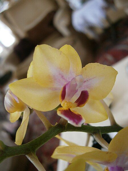 File:Phalaenopsis Little Kolibri.jpg