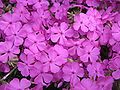 Phlox douglasii 'MacDaniel's Cushion' close-up