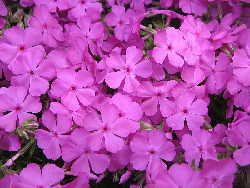 File:Phlox MacDaniel's Cushion04.jpg