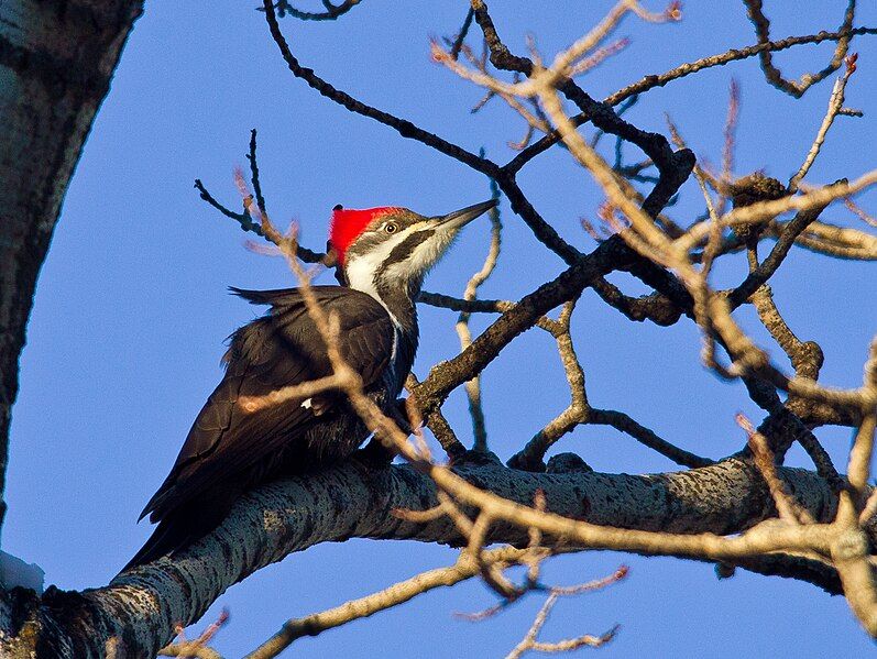 File:Pileated Woodpecker (5232852855).jpg