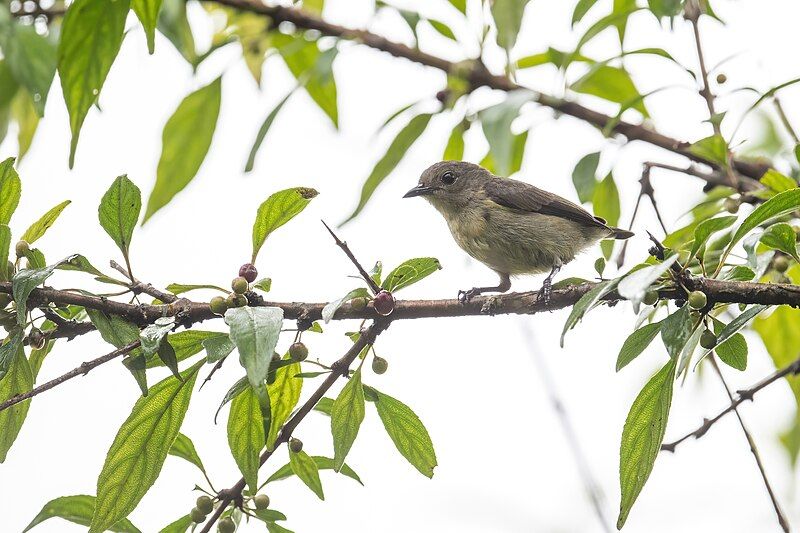 File:Plain-Flowerpecker.jpg