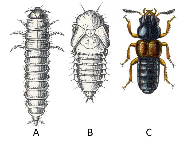 File:Platystethus arenarius.jpg