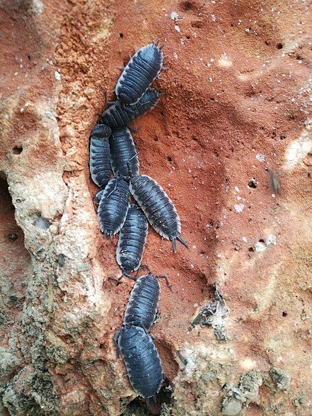 File:Porcellio hoffmannseggii.jpg