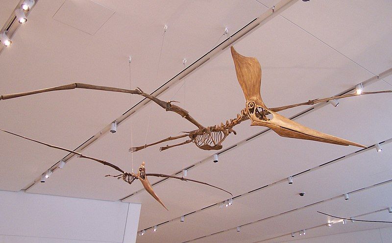 File:Pteranodon sternbergi pair.jpg