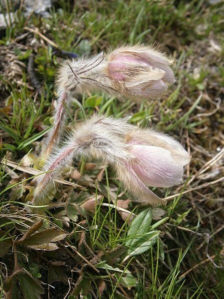 File:Pulsatilla vernalis 001.JPG