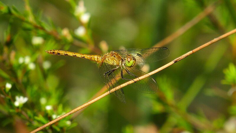 File:Pygmy percher male.jpg