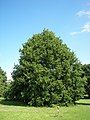 Sessile oak.