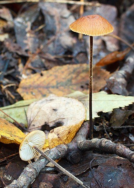 File:Rhizomarasmius pyrrhocephalus 271034.jpg