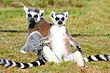 Ring-tailed lemurs