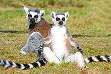 A group of three ring-tailed lemurs rest in the sun, with two sitting upright, facing the sun, with their arms to their sides.