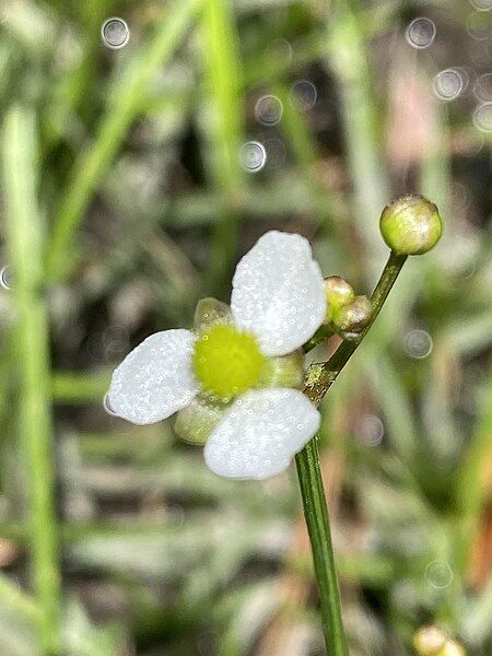 File:Sagittaria macrocarpa.jpg