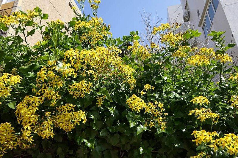 File:Senecio angulatus, Israel.jpg