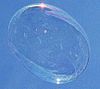 A soap bubble