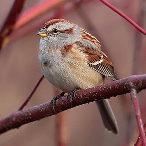 American tree sparrow, by Mdf (edited by Arad)