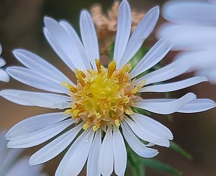 File:Symphyotrichum pilosum 164939625.jpg