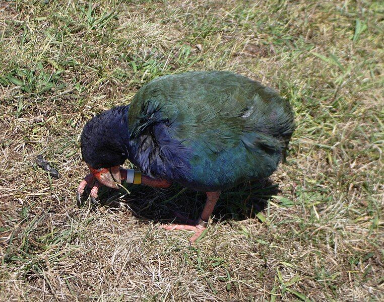 File:Takahe feeding.jpg