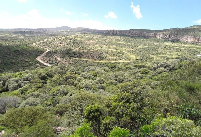 File:Togogwa forest.jpg