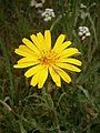 Tragopogon pratensis